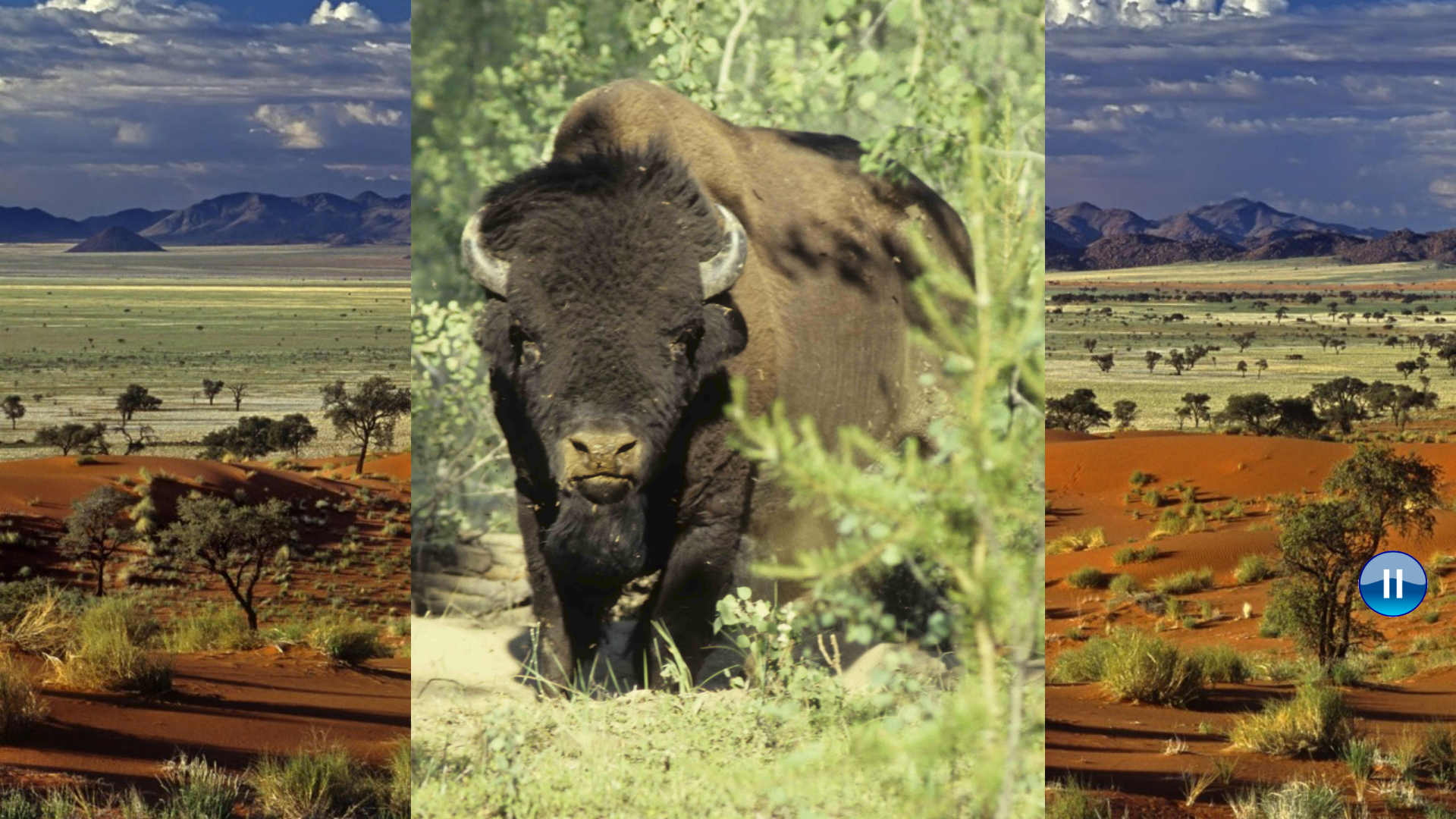 African Animals