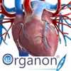 3D Organon Anatomy - Heart, Arteries, and Veins - iPadアプリ