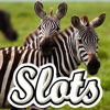 Zebra Adventure Slots - Big Payouts and Mega Wins!