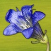 Rockies AlpineFlower Finder – a field guide to identify the wildflowers of the Rocky Mountains - iPadアプリ