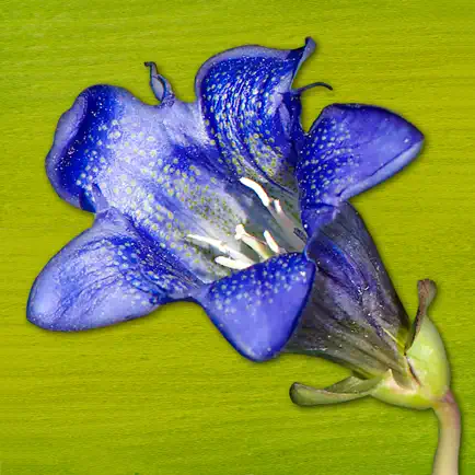 Rockies AlpineFlower Finder – a field guide to identify the wildflowers of the Rocky Mountains Cheats