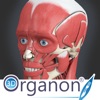 3D Organon Anatomy - Muscles, Skeleton, and Ligaments icon