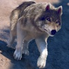 My Free Wolf Game Simulator For Kids