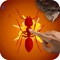 Ant Killer Insect Crush are always fun to play