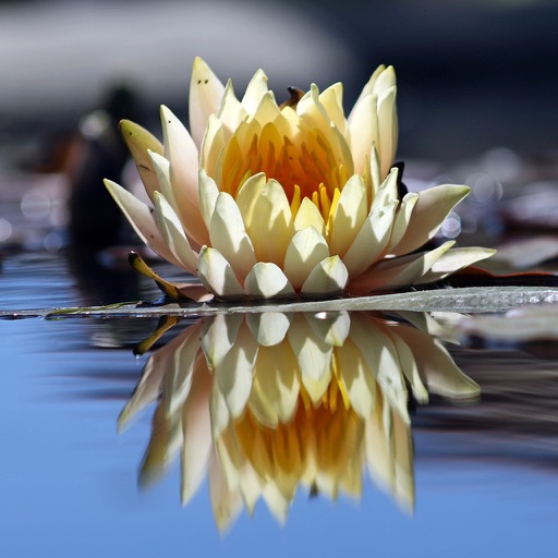 Photo Reflection HD - Water Reflect Effect Like & Mirror Flip Blender Editor