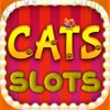 Cats Free Casino  - Machines Slots