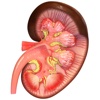 Human Kidney 3D