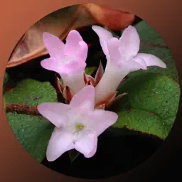 Massachusetts Wildflowers app icon