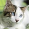 Learn how to care for your cat, keeping them healthy and happy from this app