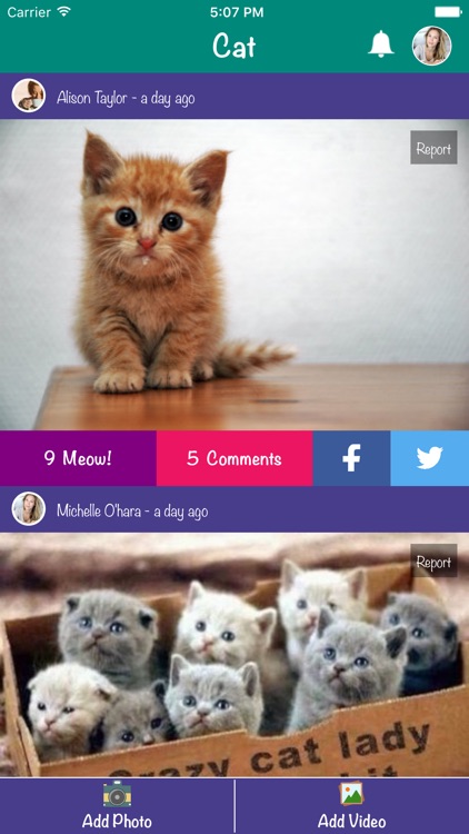 Cat - Discover and share cats pictures and videos