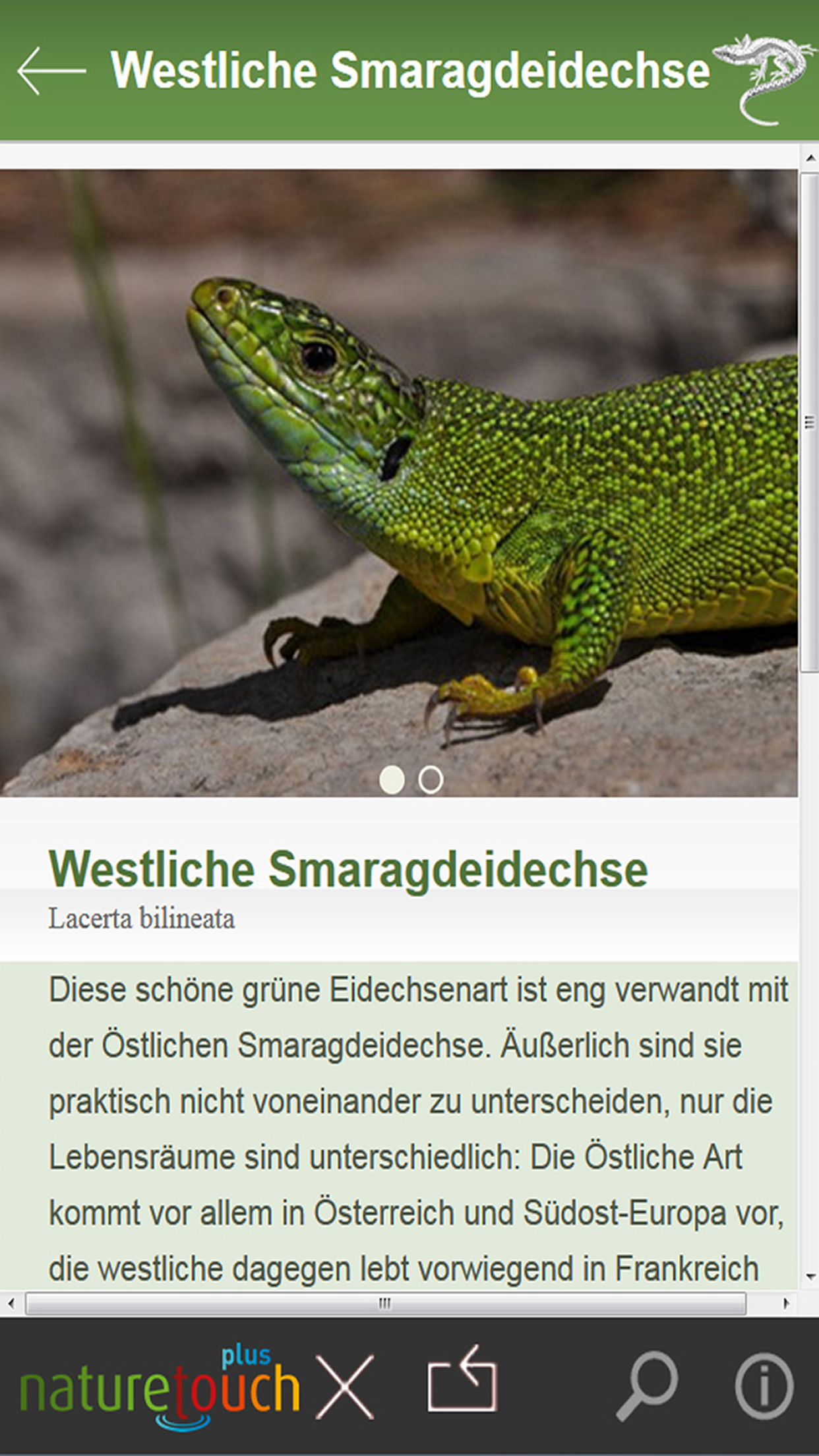 Schlangen, Eidechsen, Schildkröten bestimmen