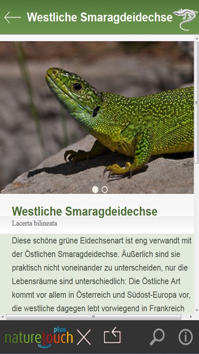 Schlangen, Eidechsen, Schildkröten bestimmen Screenshot
