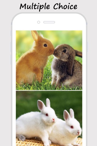 Baby Pet Wallpapers - Collections Of Baby Animals Pictures screenshot 4