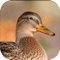 Duck hunting calls is a handy and portable tool for duck hunters