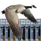 Goose Call Mixer anmeldelser