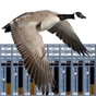 Goose Call Mixer app download