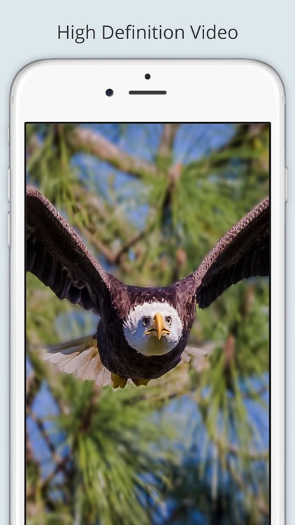 Eagle Cam screenshot-3