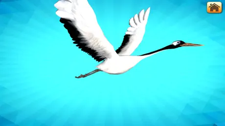 3D LEARNING CARD BIRDS
