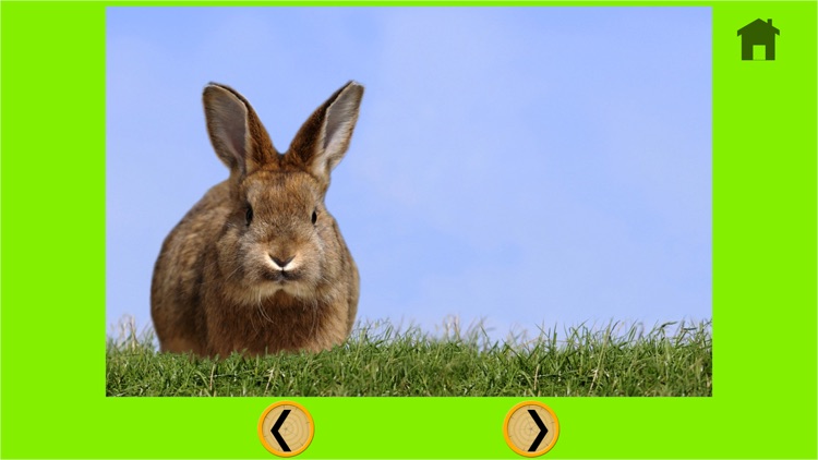 competition for rabbits - free game screenshot-4