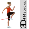 Rehabilitation for Lower Limbs - 3D4Medical from Elsevier