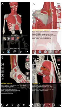 Game screenshot 3D Organon Anatomy - Muscles, Skeleton, and Ligaments apk