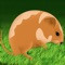 Amazing Hamster Jump Adventure Pro - crazy speed running arcade game