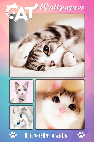 Cat Wallpapers & Backgrounds HD - Home Screen Maker with Themes of Pretty Kittens screenshot 2