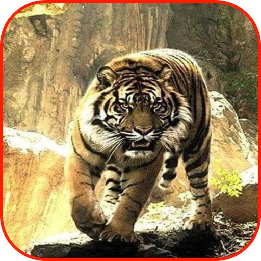 Tigers Wallpaper Tiger Cubs Wallpaper Tiger Puzzles