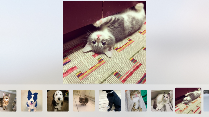 Screenshot #1 pour Cuddle - Cute Animal Pictures and Videos