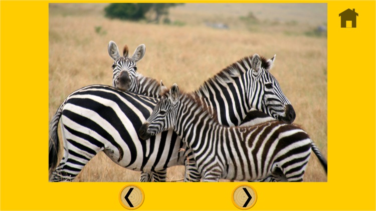 captivating jungle animals for kids - free screenshot-4