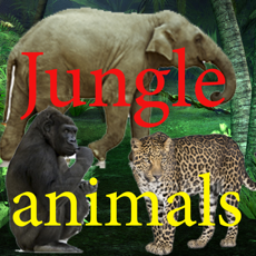 Activities of Sounds of Jungle