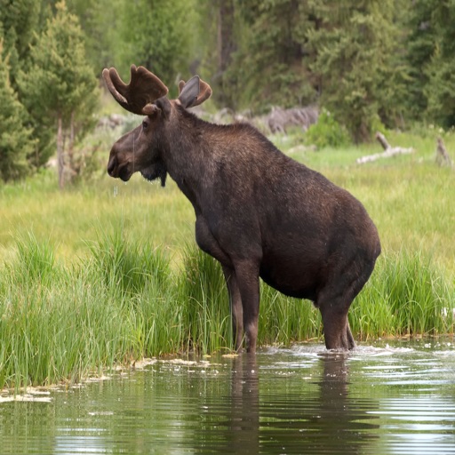 Moose Call - Great Sounds For Hunting Icon