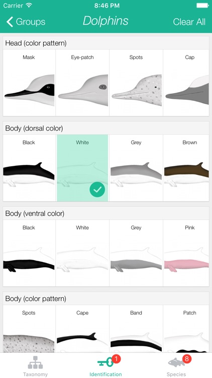 Ocean Life ID - Marine Species Identification, Facts and Information