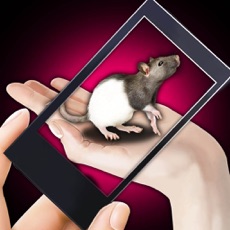 Activities of Rat Hand Funny Simulator