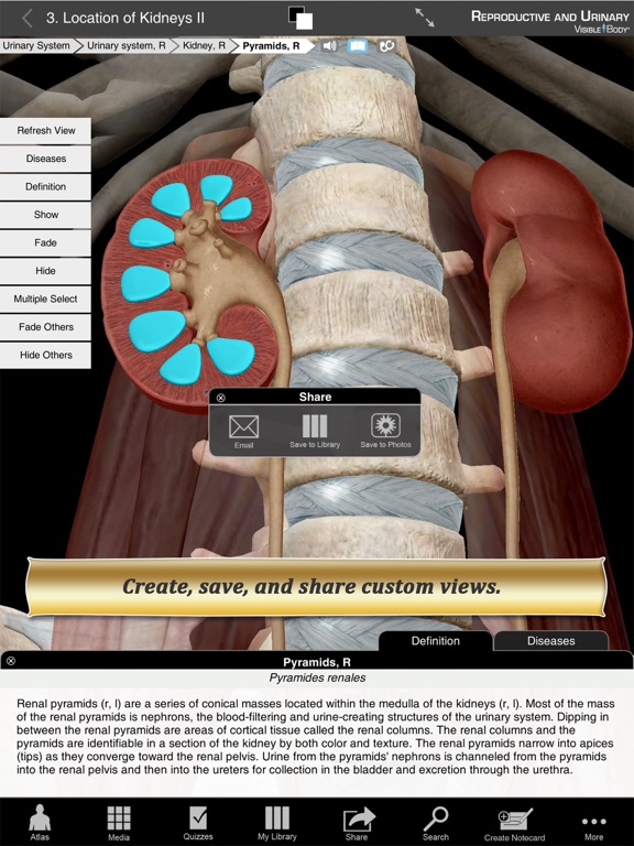 Reproductive and Urinary Anatomy Atlas: Essential Reference for Students and Healthcare Professionalsのおすすめ画像3