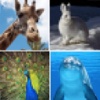 Guess Mosaic Animals