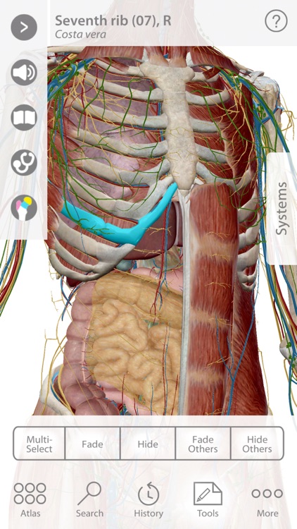 For Organizations - 2016 Human Anatomy Atlas