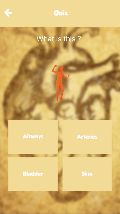 Human Body Anatomy Learning For Toddlers Practice