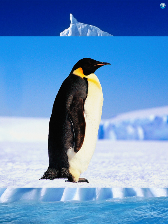 Screenshot #5 pour Animaux Antarctique