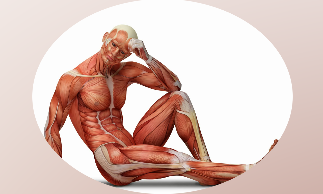 Human Muscles +