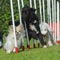 Discover the World of Dog Agility Training with this collection of 283 video tutorial and informative videos