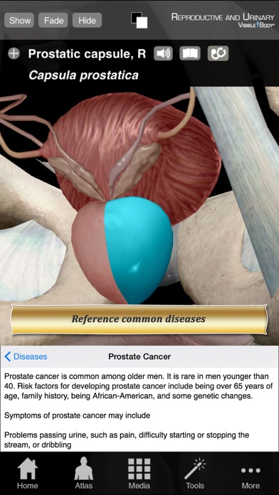 Reproductive and Urinary Anatomy Atlas: Essential Reference for Students and Healthcare Professionals Screenshot 5