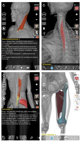 Game screenshot 3D Organon Anatomy - Muscles, Skeleton, and Ligaments hack