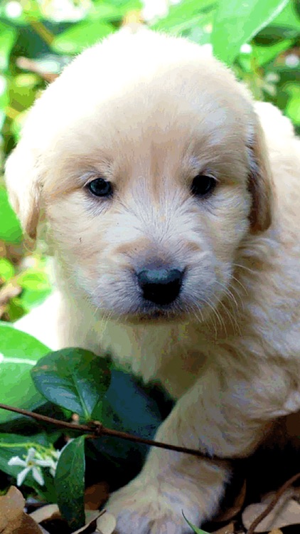 Golden Retriever Wallpaper HD screenshot-3