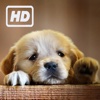 HD Puppy