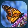 Butterfly Directory