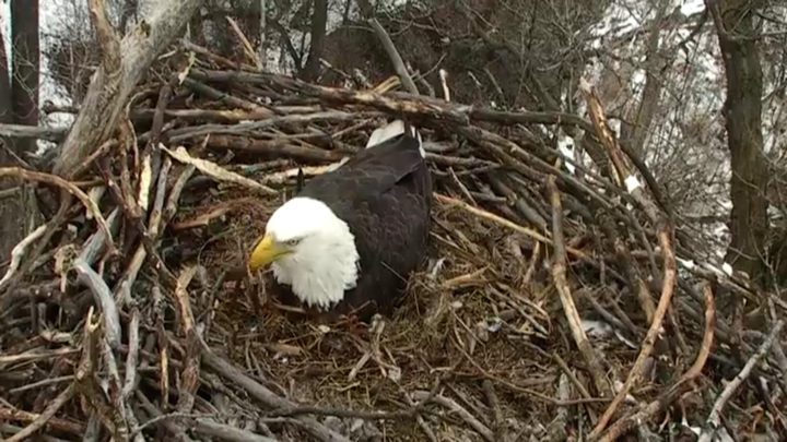 Screenshot #3 pour Real Live Eagle Cam