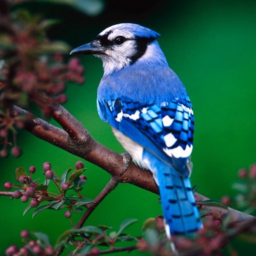 Birds Songs App, ornithology