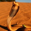 Southern Africa Snakes