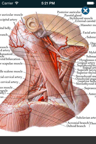 Human Anatomy 2017 screenshot 2